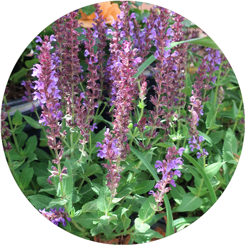 Violet Riot Salvia plant.